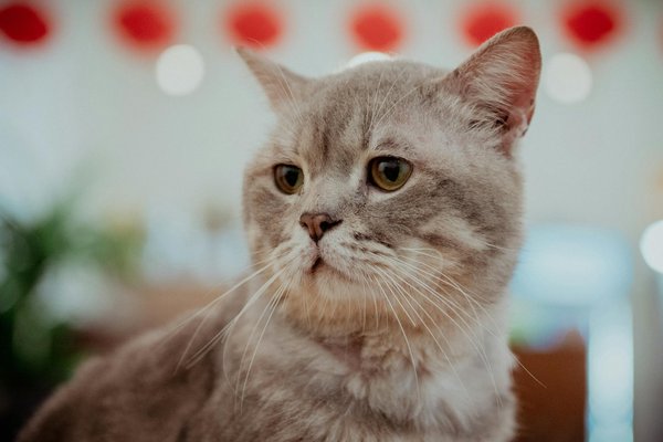 Maximizing Space in a Small UK Apartment